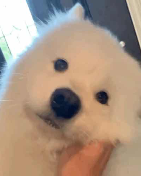 袈裟嘉音